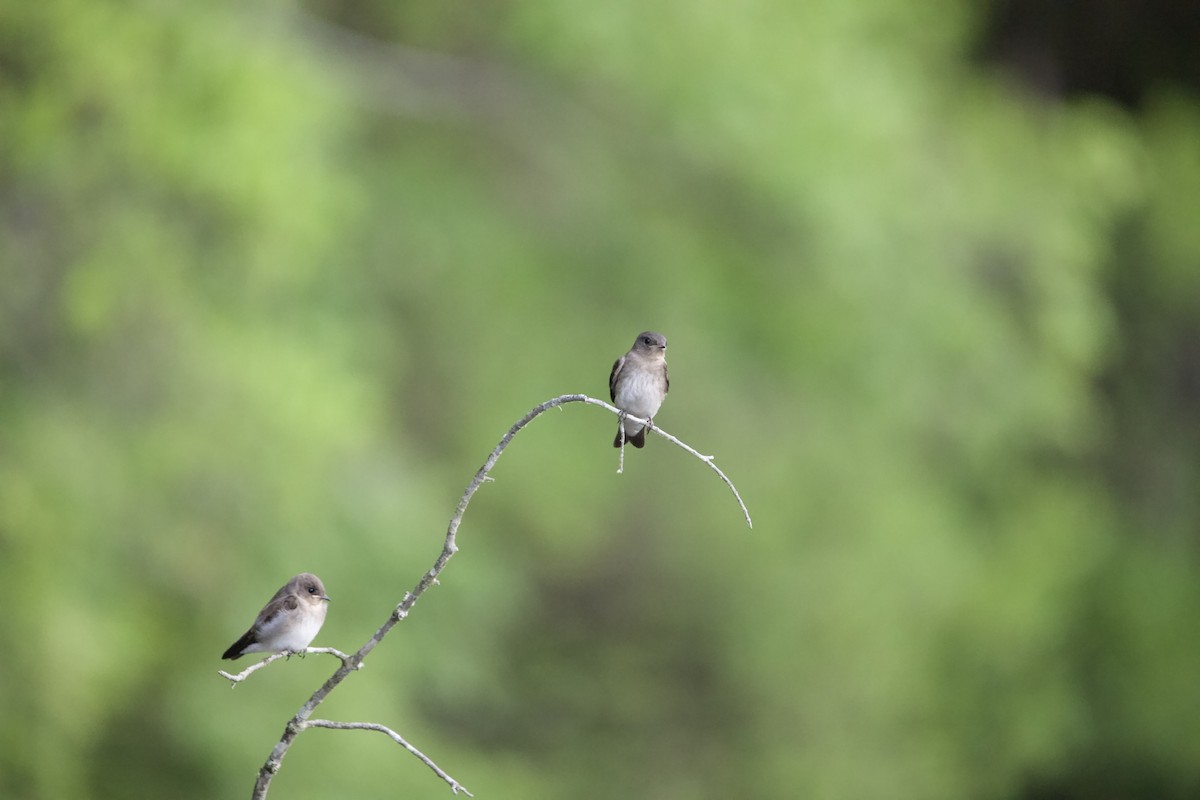 Northern Rough-winged Swallow - ML460113361