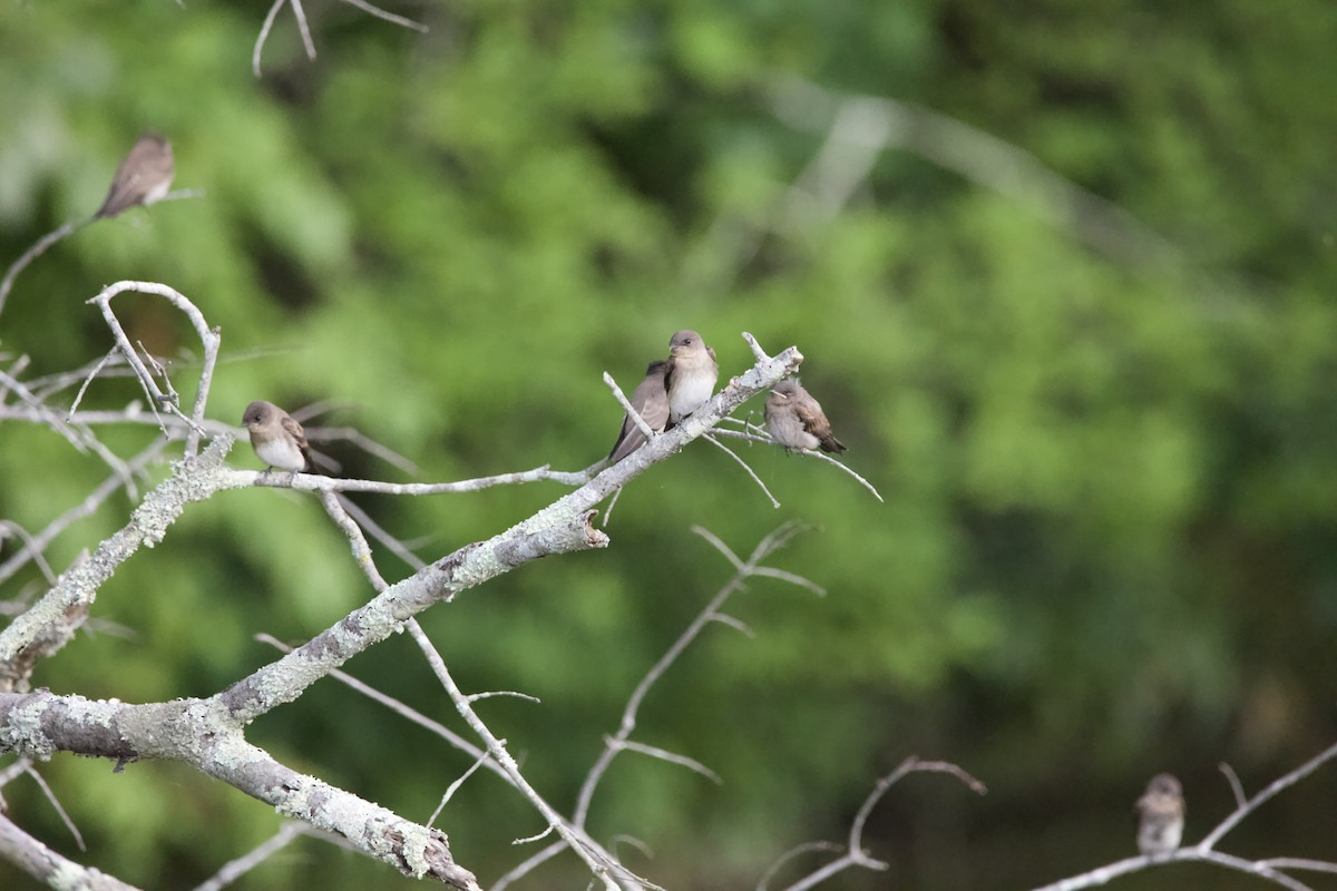 Northern Rough-winged Swallow - ML460113371