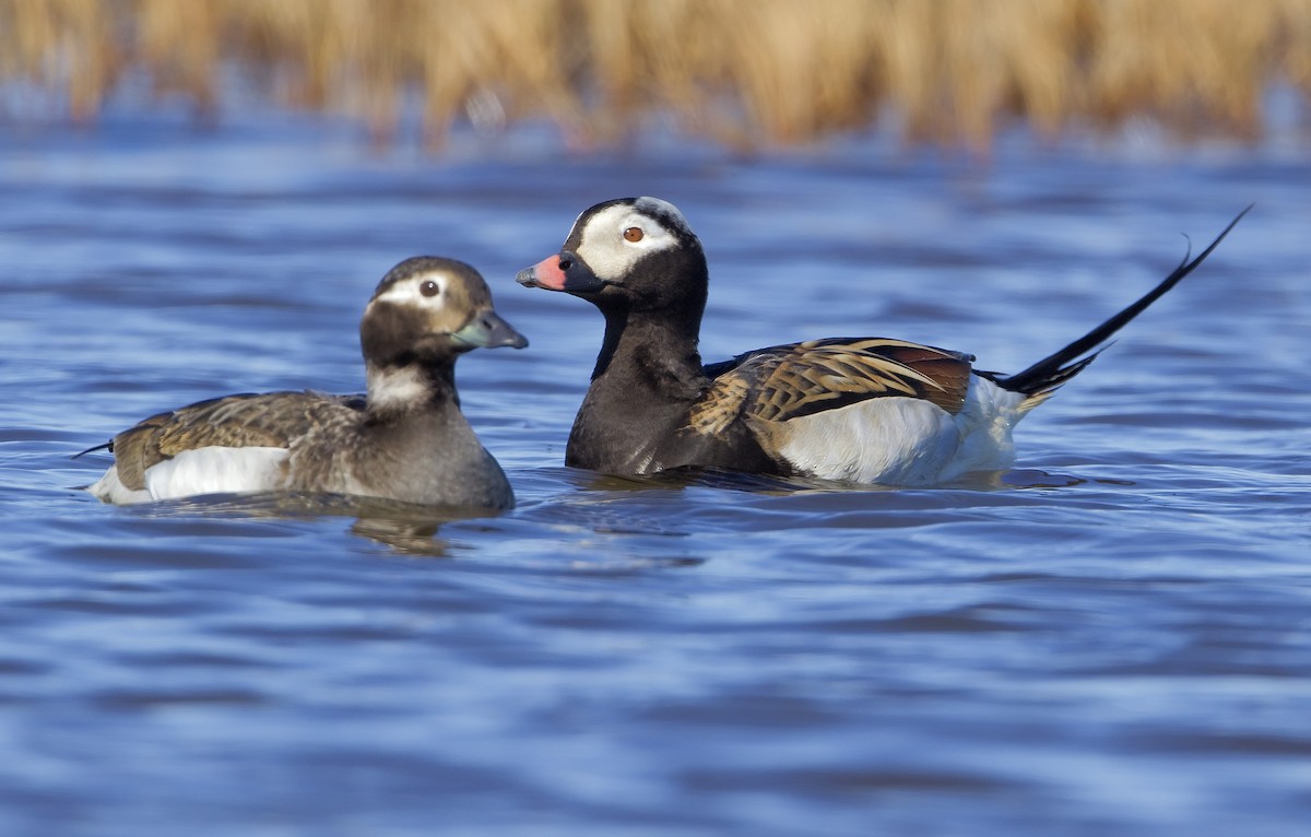 Long-tailed Duck - ML460113691