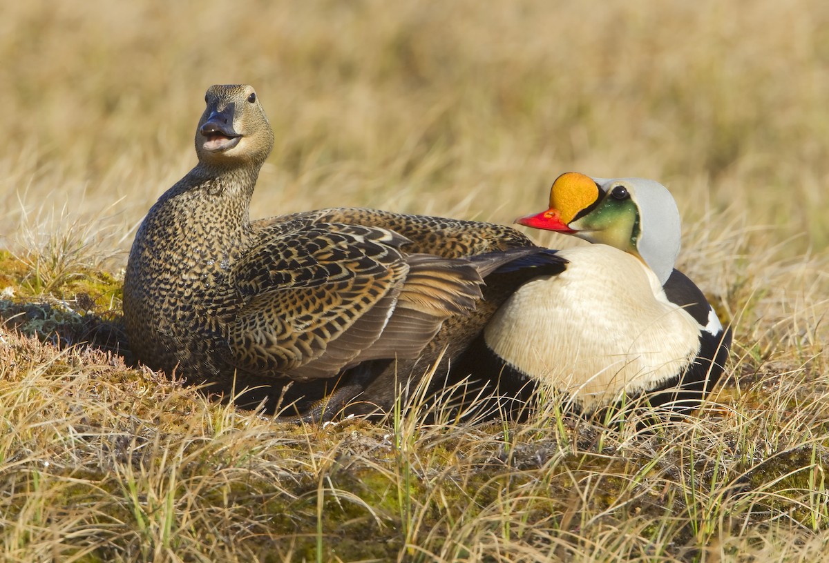 King Eider - ML460114341