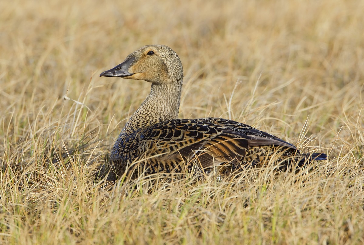 King Eider - ML460114351