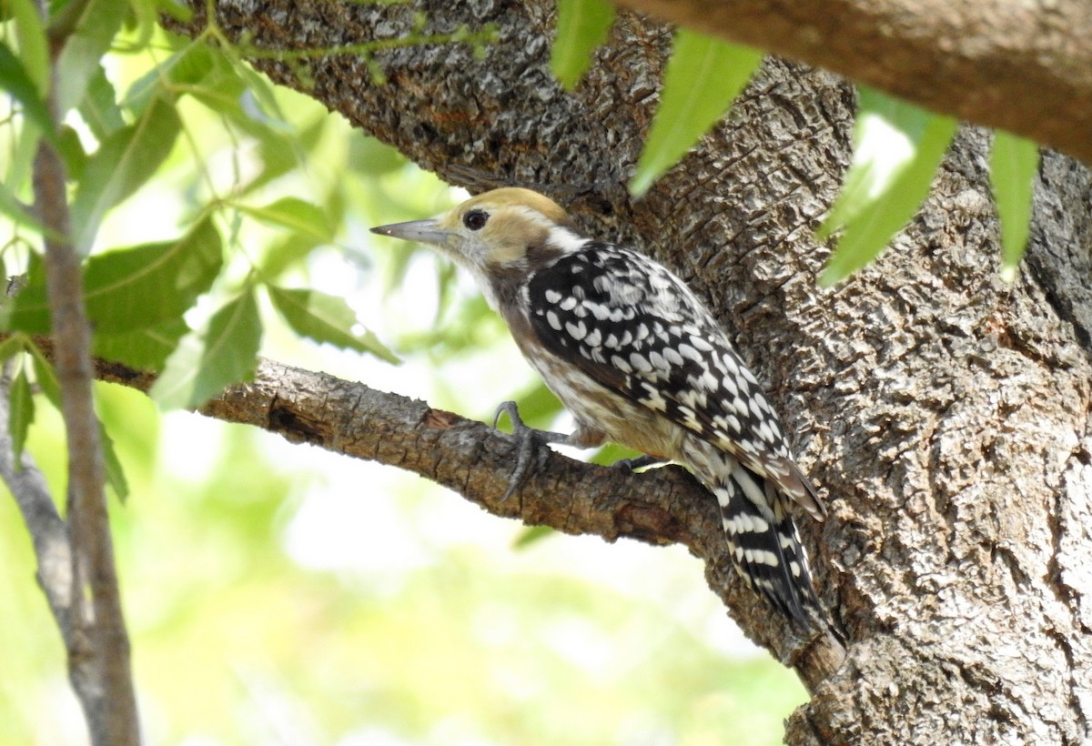 Yellow-crowned Woodpecker - Anonymous