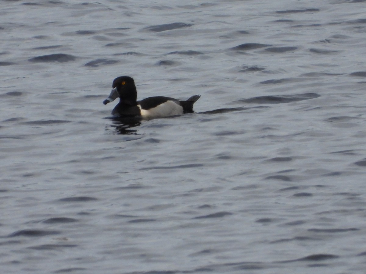 Ring-necked Duck - ML460115411