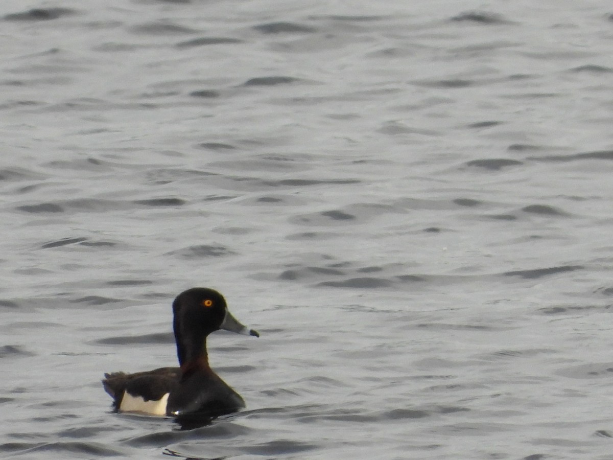 Ring-necked Duck - ML460115421