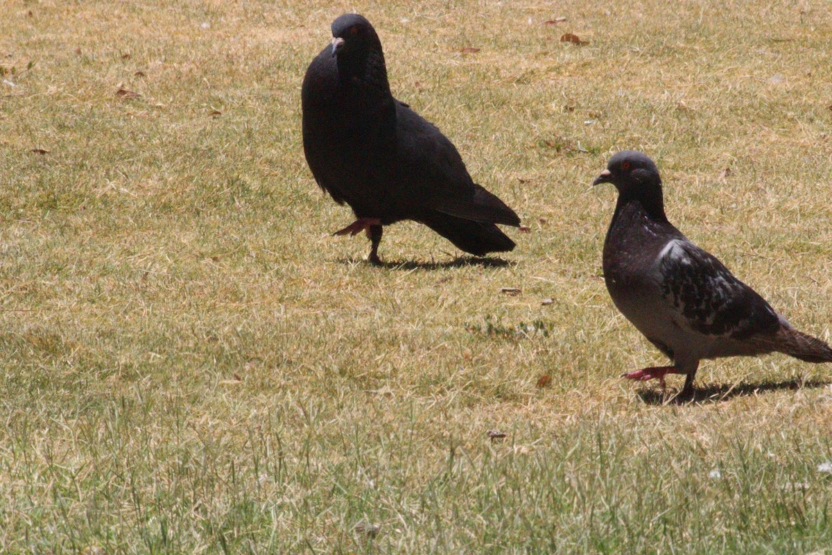 Rock Pigeon (Feral Pigeon) - ML460115451