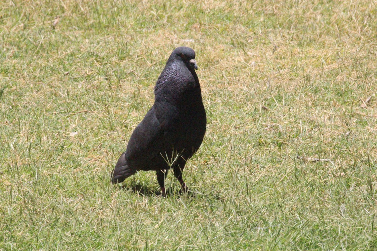 Rock Pigeon (Feral Pigeon) - ML460115461