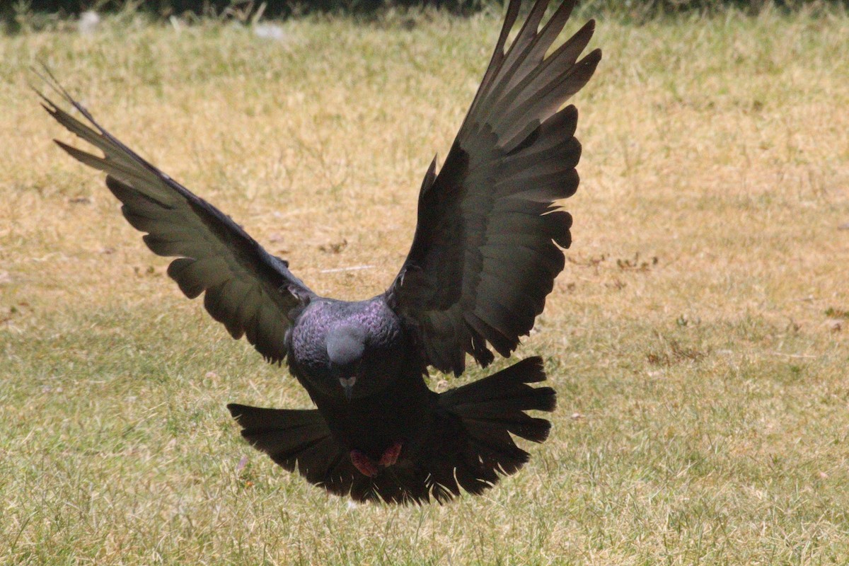 Rock Pigeon (Feral Pigeon) - ML460115471