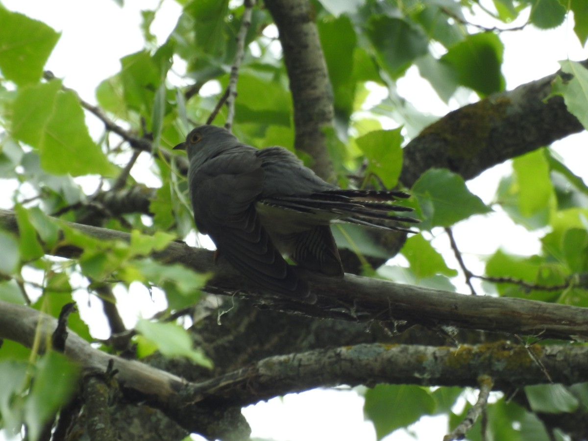 Common Cuckoo - ML460116931