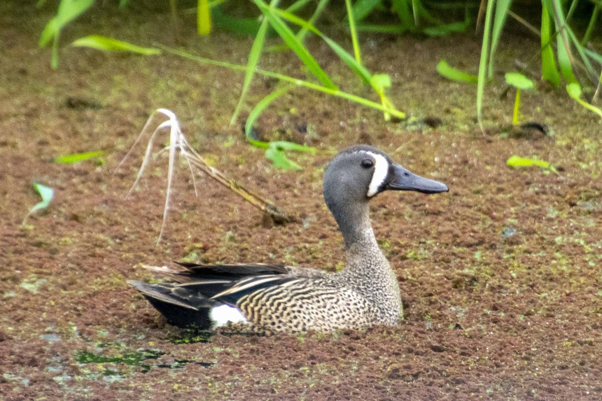 Blue-winged Teal - Don Rose