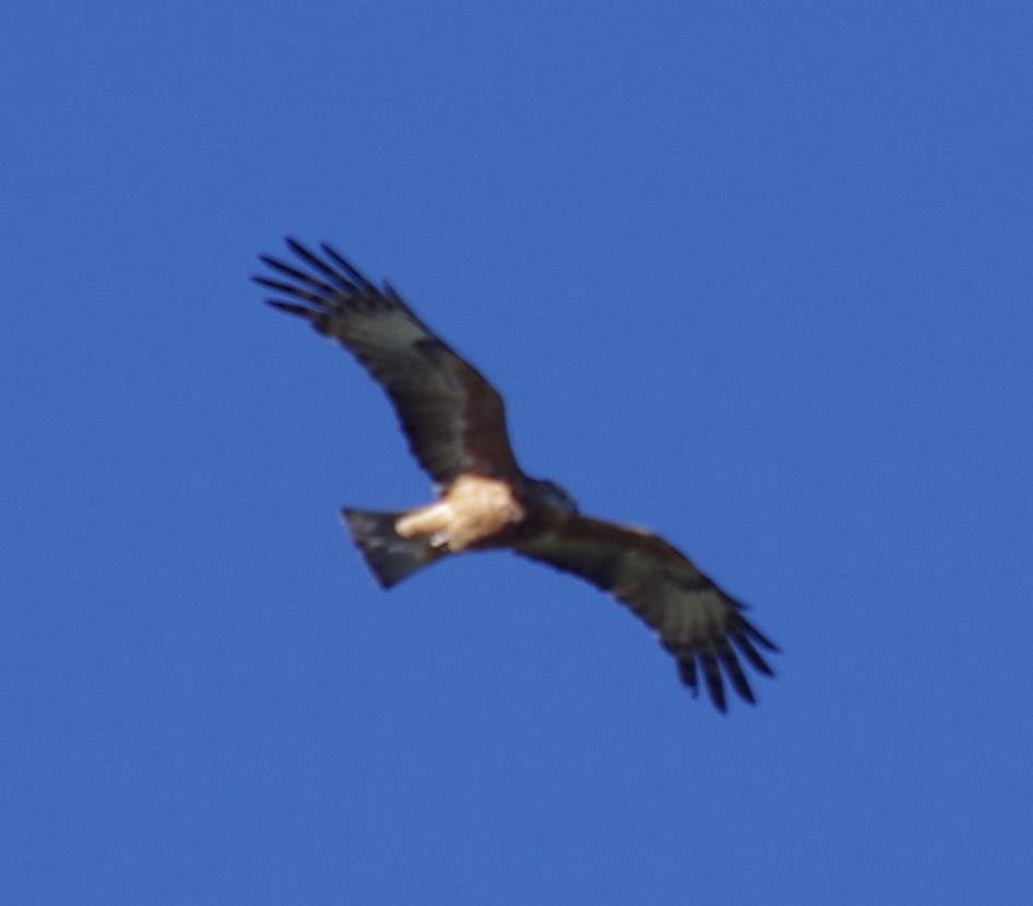 Square-tailed Kite - ML460118131