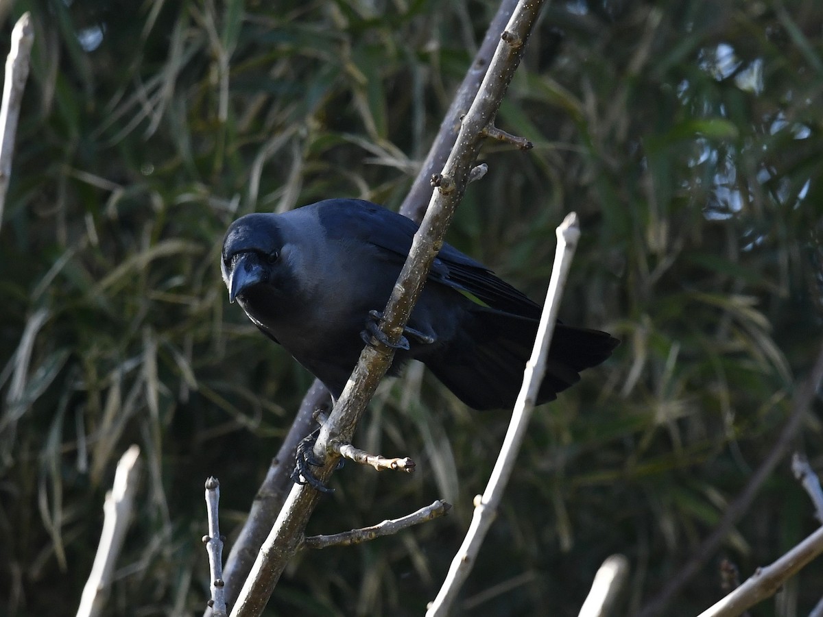 House Crow - ML460118161