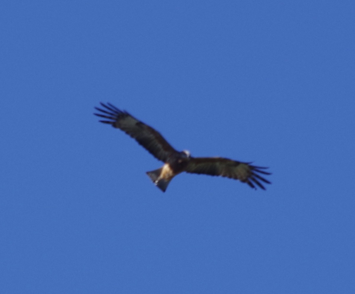 Square-tailed Kite - ML460118211