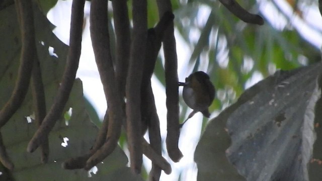 Golden-bellied Euphonia - ML460118701