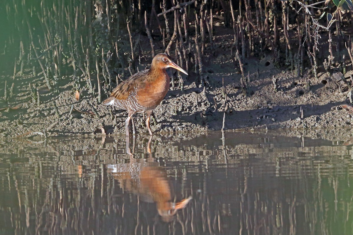 Ridgway's Rail - ML46011931