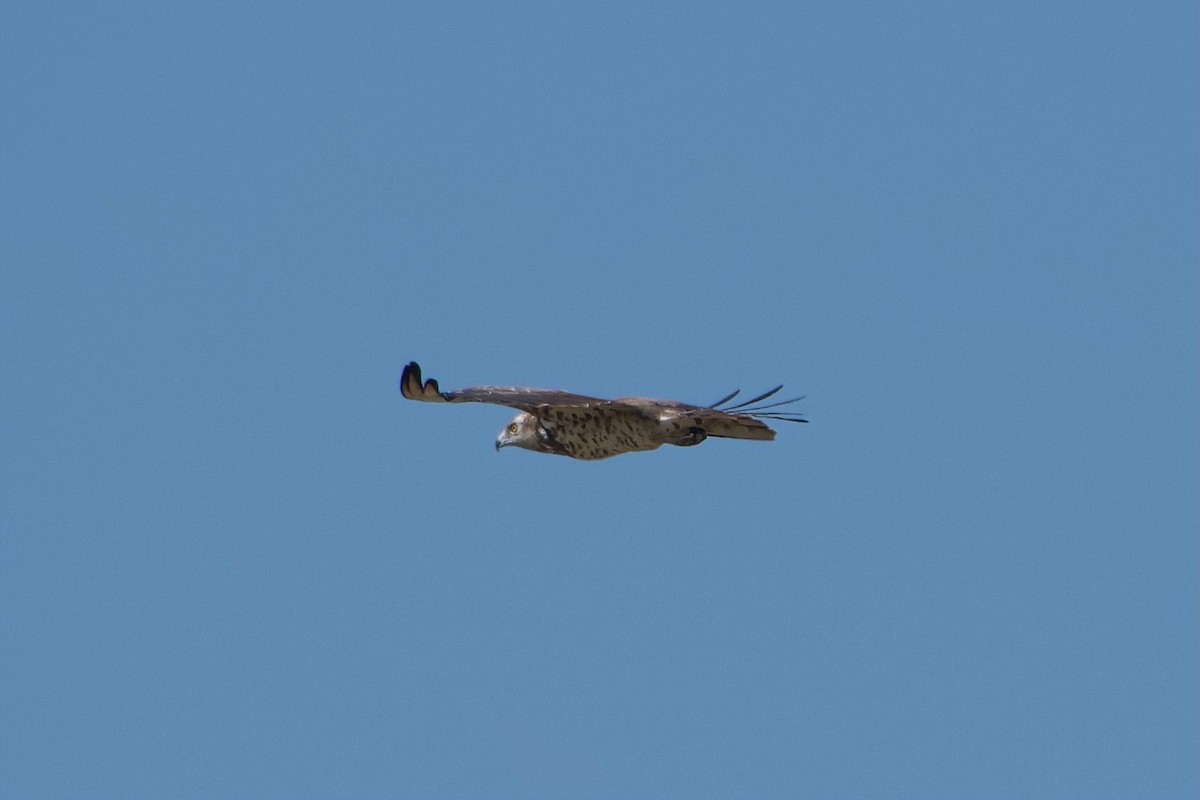 Short-toed Snake-Eagle - ML460119511