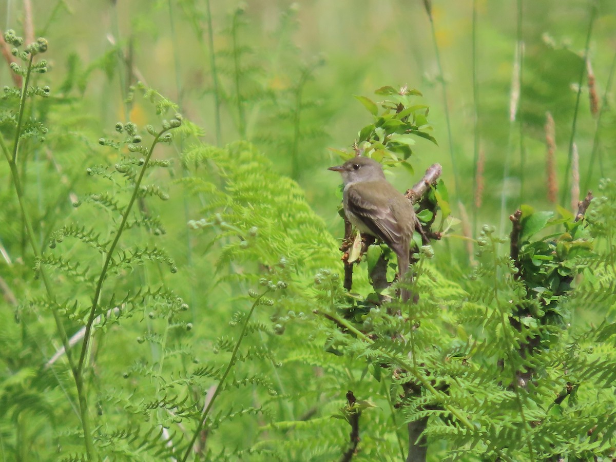 tanımsız Empidonax sp. - ML460119861