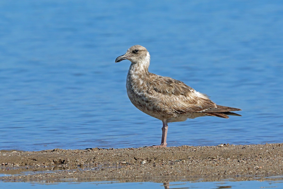 Western Gull - Nigel Voaden