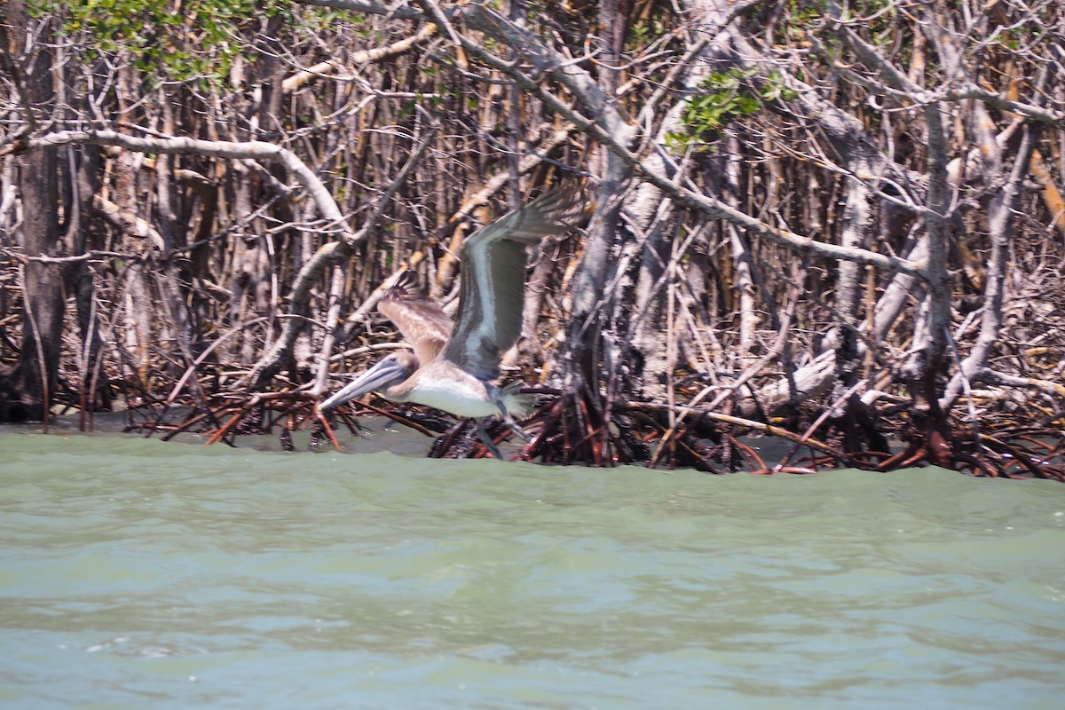 Brown Pelican - Cheryl Cooper