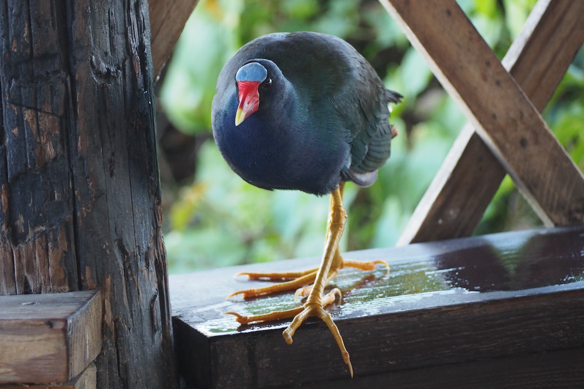 Purple Gallinule - Cheryl Cooper