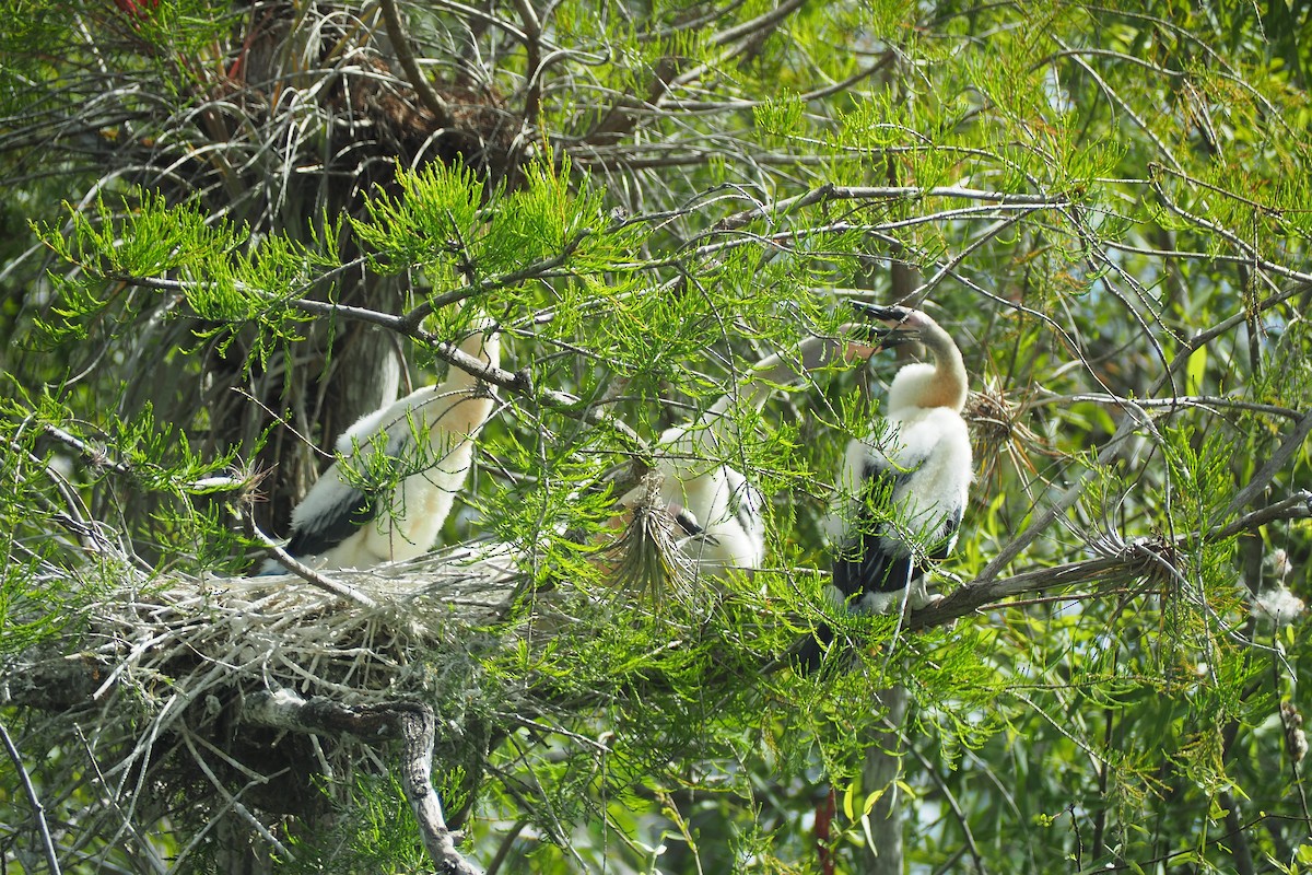 Amerika-Schlangenhalsvogel - ML460124161