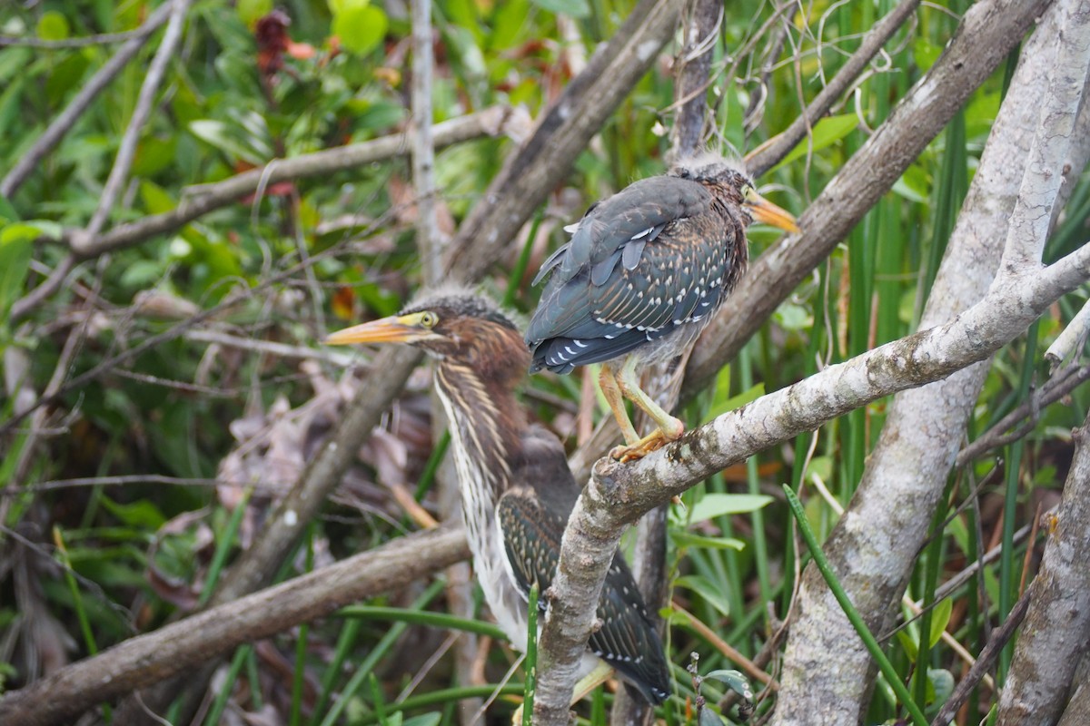 Green Heron - ML460124211