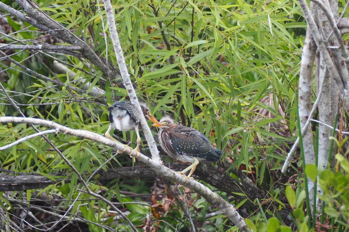 Green Heron - ML460124281