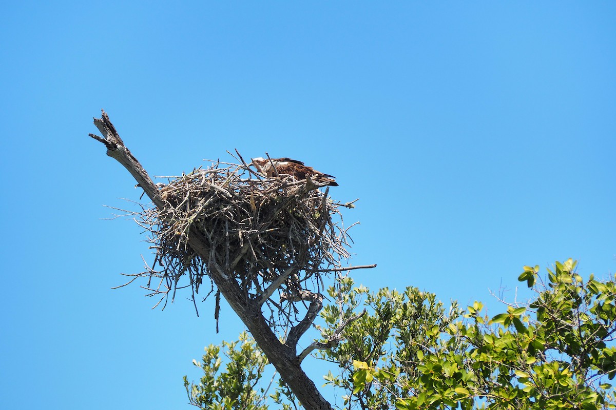 Osprey - Cheryl Cooper