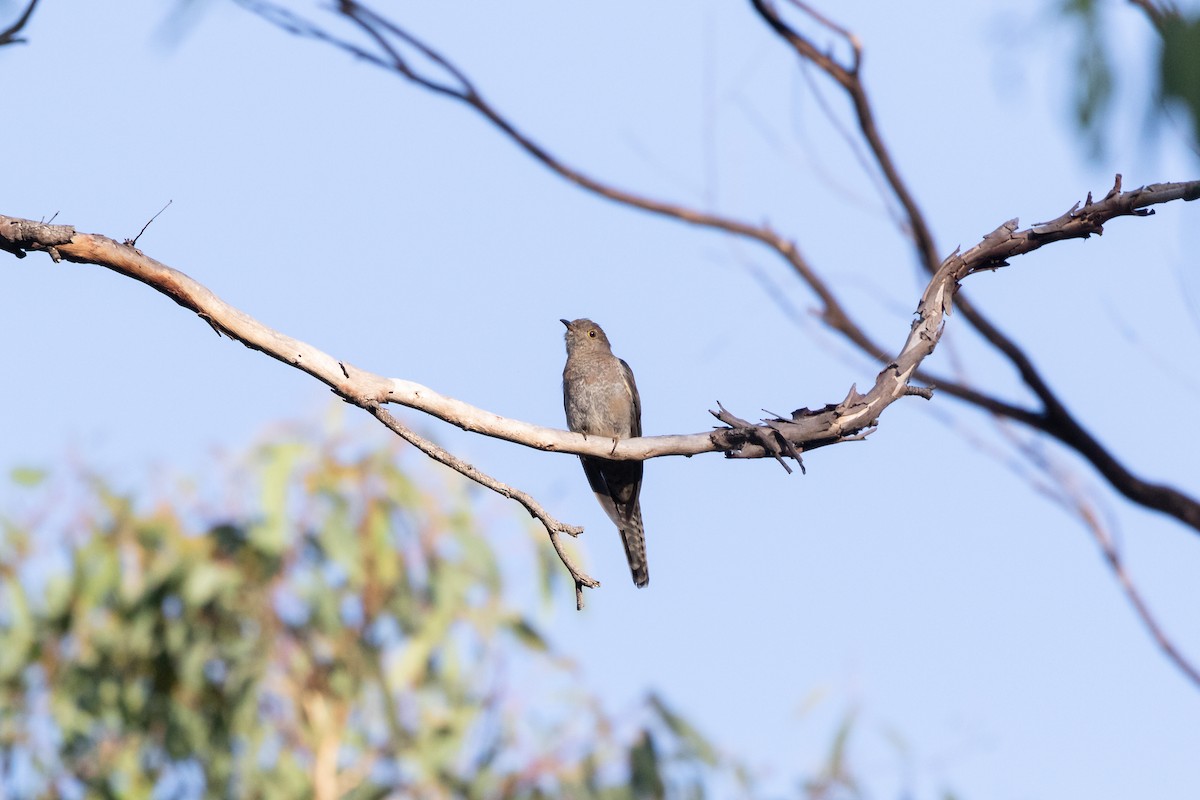 Fan-tailed Cuckoo - ML460124411