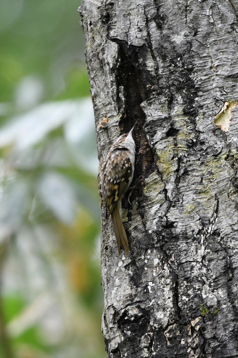 Eurasian Treecreeper - ML460124811