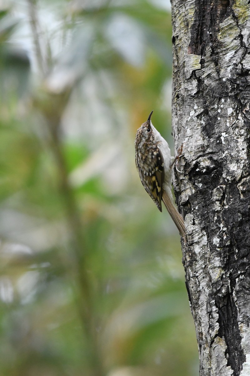 Eurasian Treecreeper - ML460124861