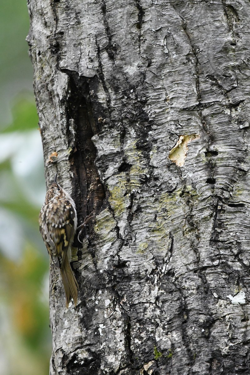 Eurasian Treecreeper - ML460124891