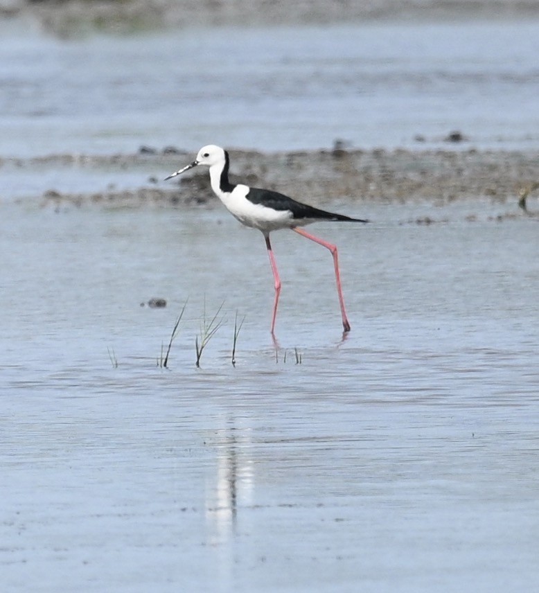 Pied Stilt - ML460125311