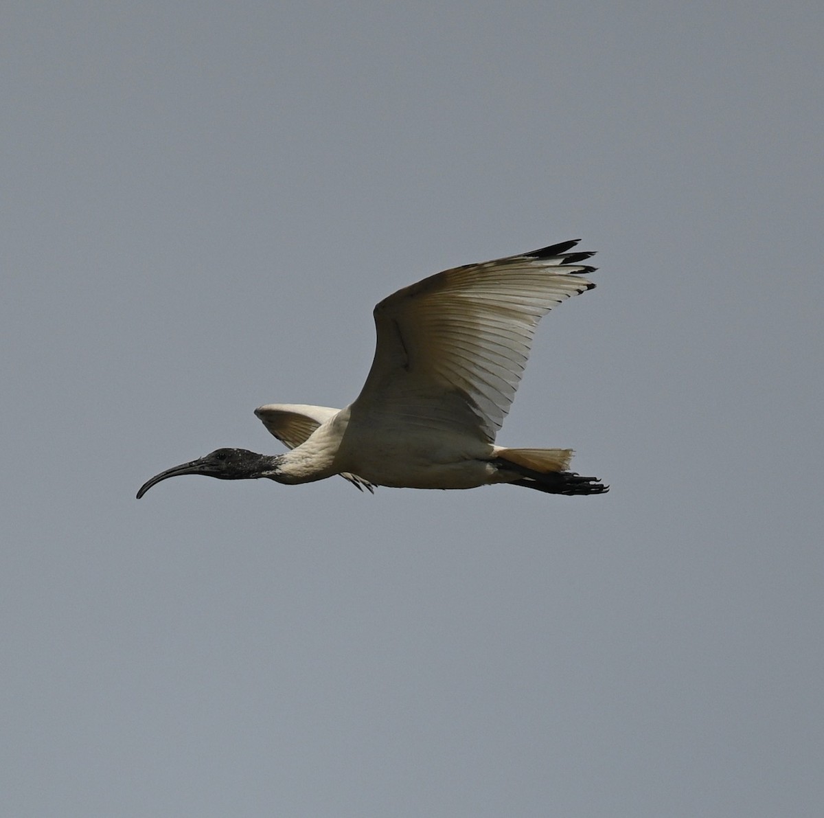 ibis australský - ML460125921