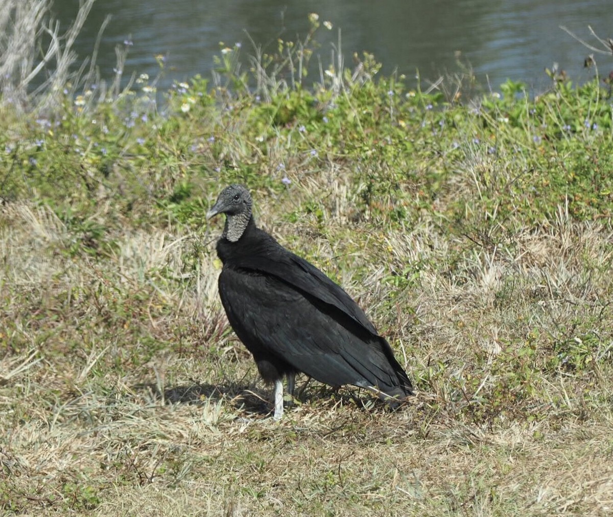 Black Vulture - Cheryl Cooper