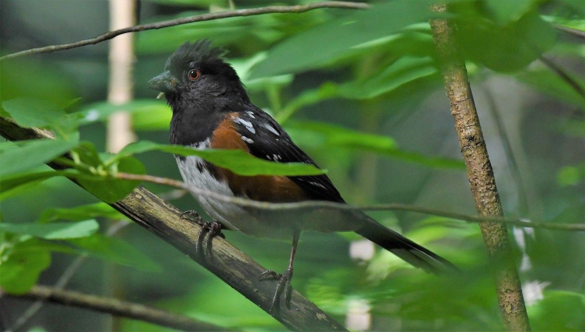 Spotted Towhee - ML460126651