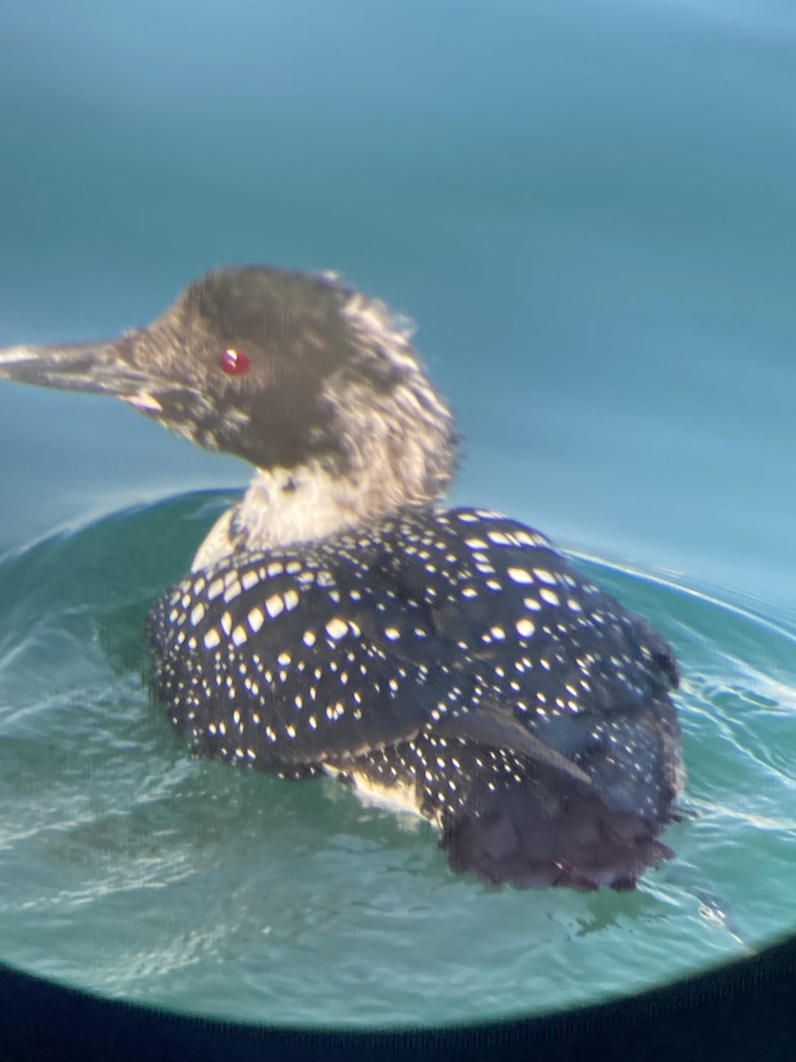 Common Loon - ML460127891