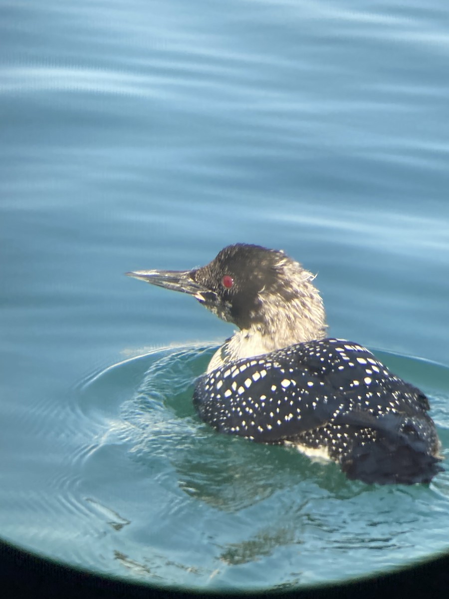 Common Loon - ML460127921