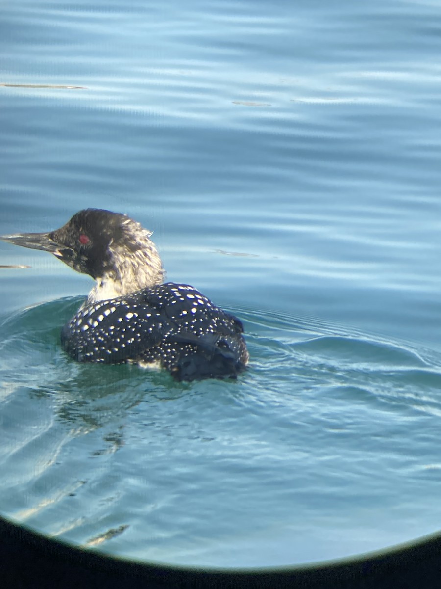 Common Loon - ML460127961