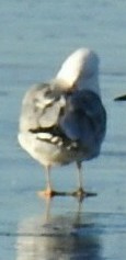 Short-billed Gull - ML46012821