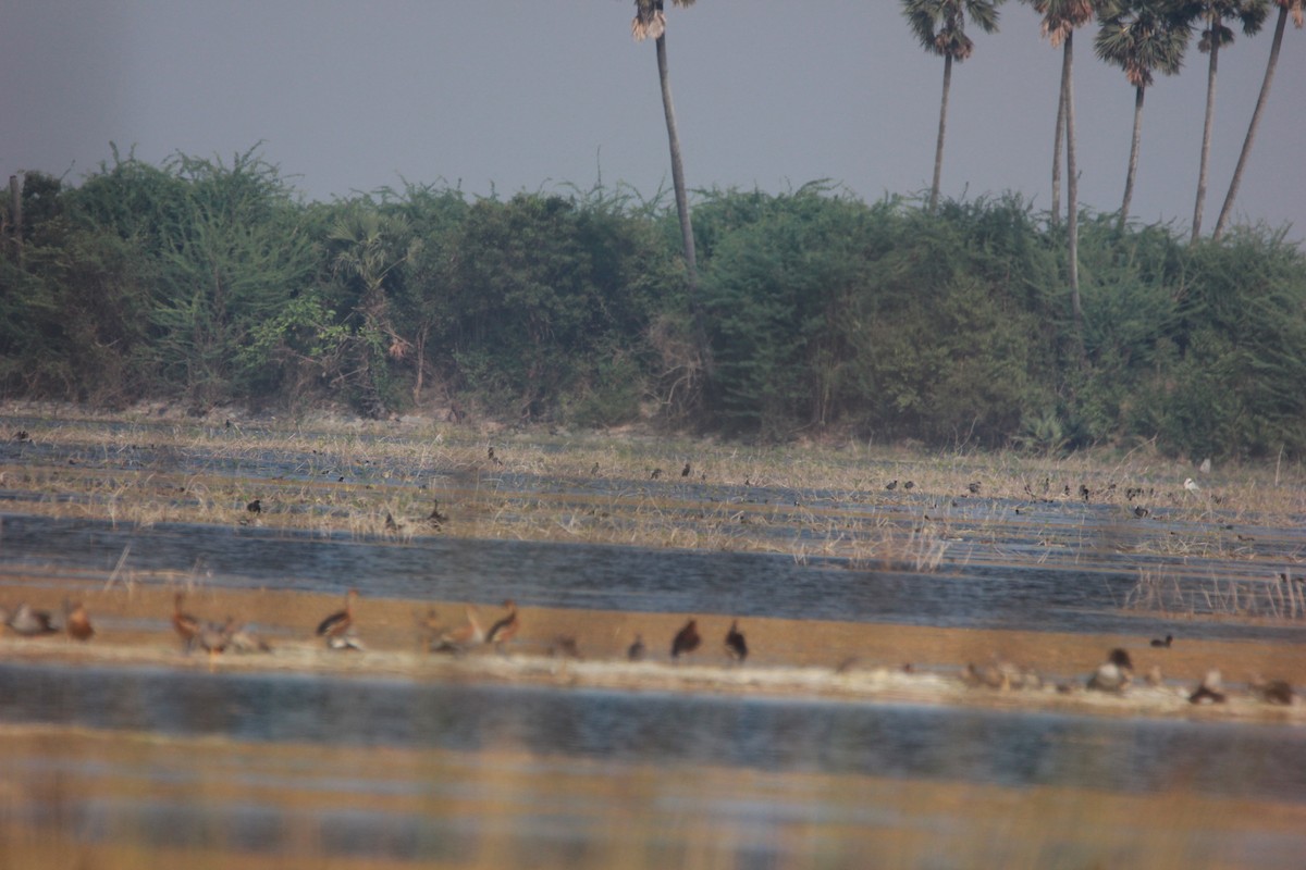 Eurasian Coot - ML46012921