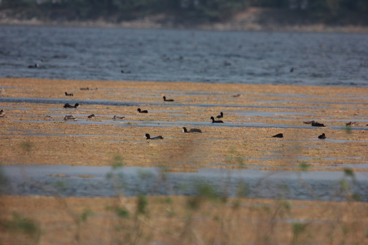 Eurasian Coot - ML46012941