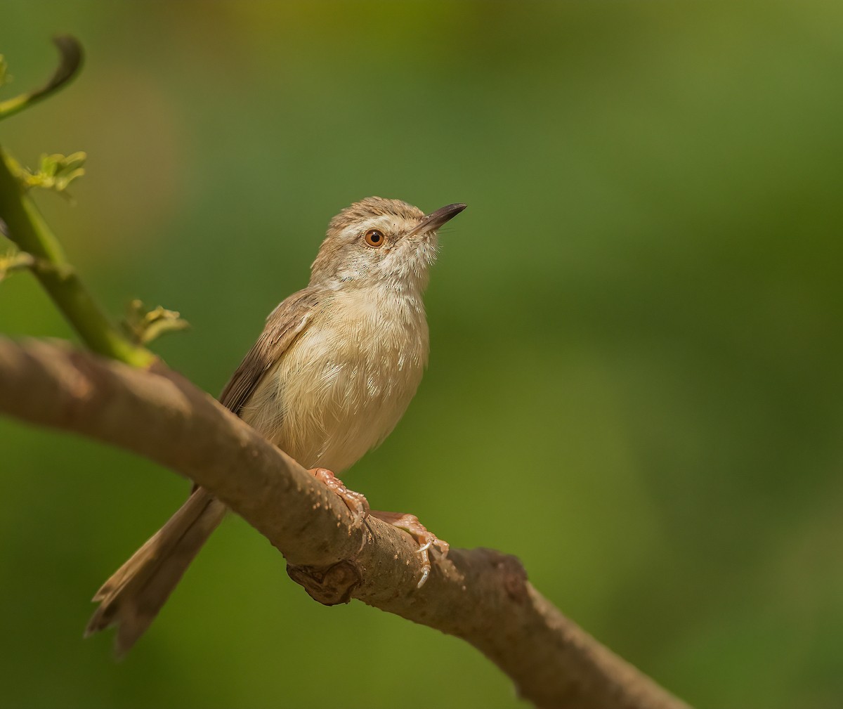 Prinia modeste - ML460129881