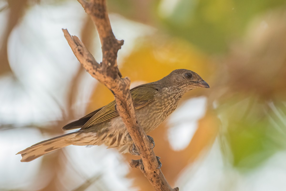 Spotted Honeyguide - ML460130031