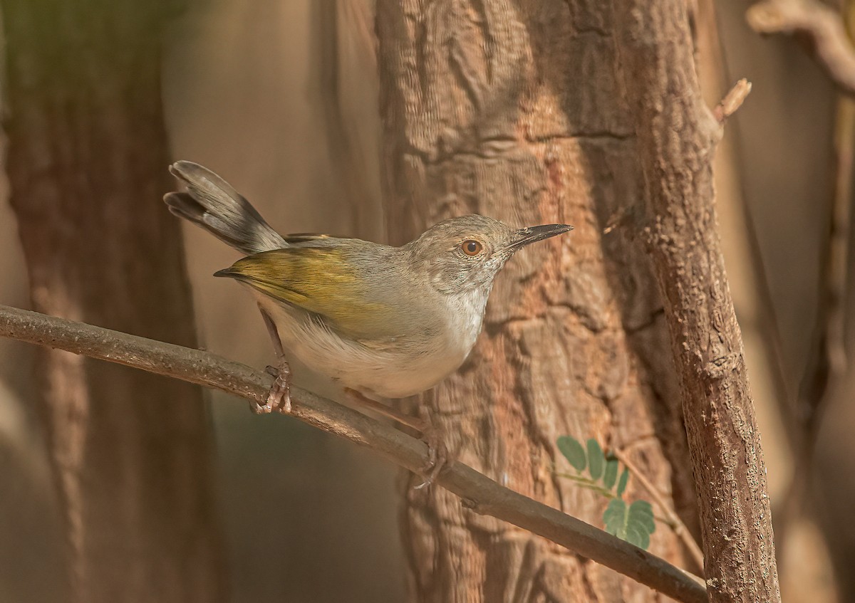 Green-backed Camaroptera - ML460130691