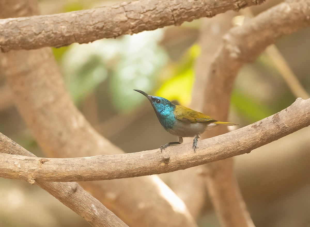 Green-headed Sunbird - ML460130721