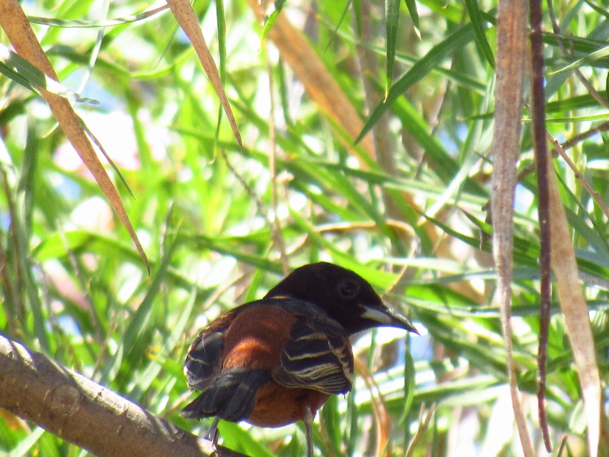 Orchard Oriole - ML460130731