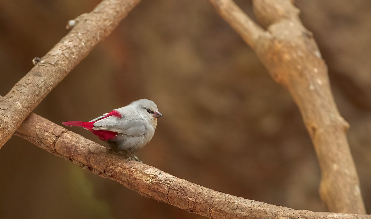 Lavender Waxbill - ML460130791