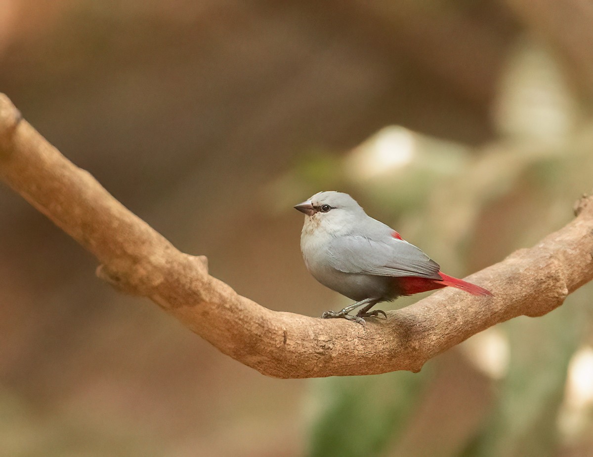 Lavender Waxbill - ML460130801