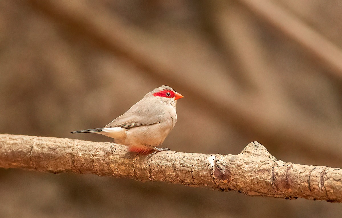 Black-rumped Waxbill - ML460130811