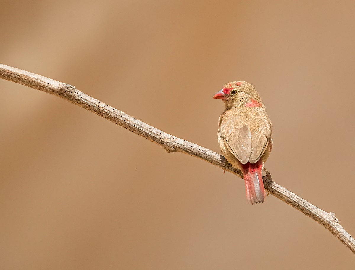 Red-billed Firefinch - ML460130831